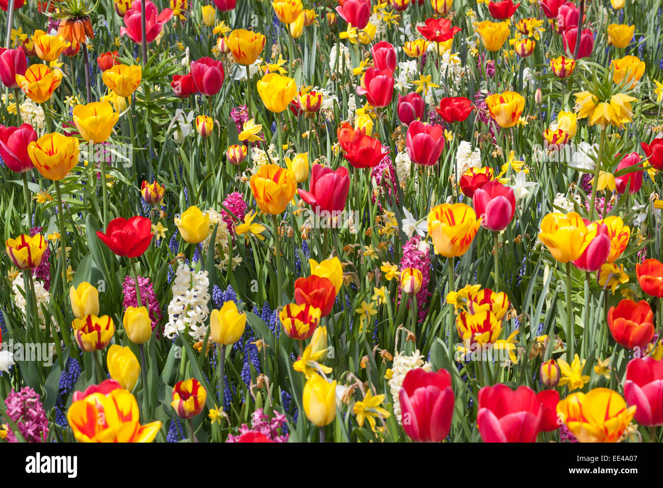 Field of colorful tulips Stock Photo - Alamy