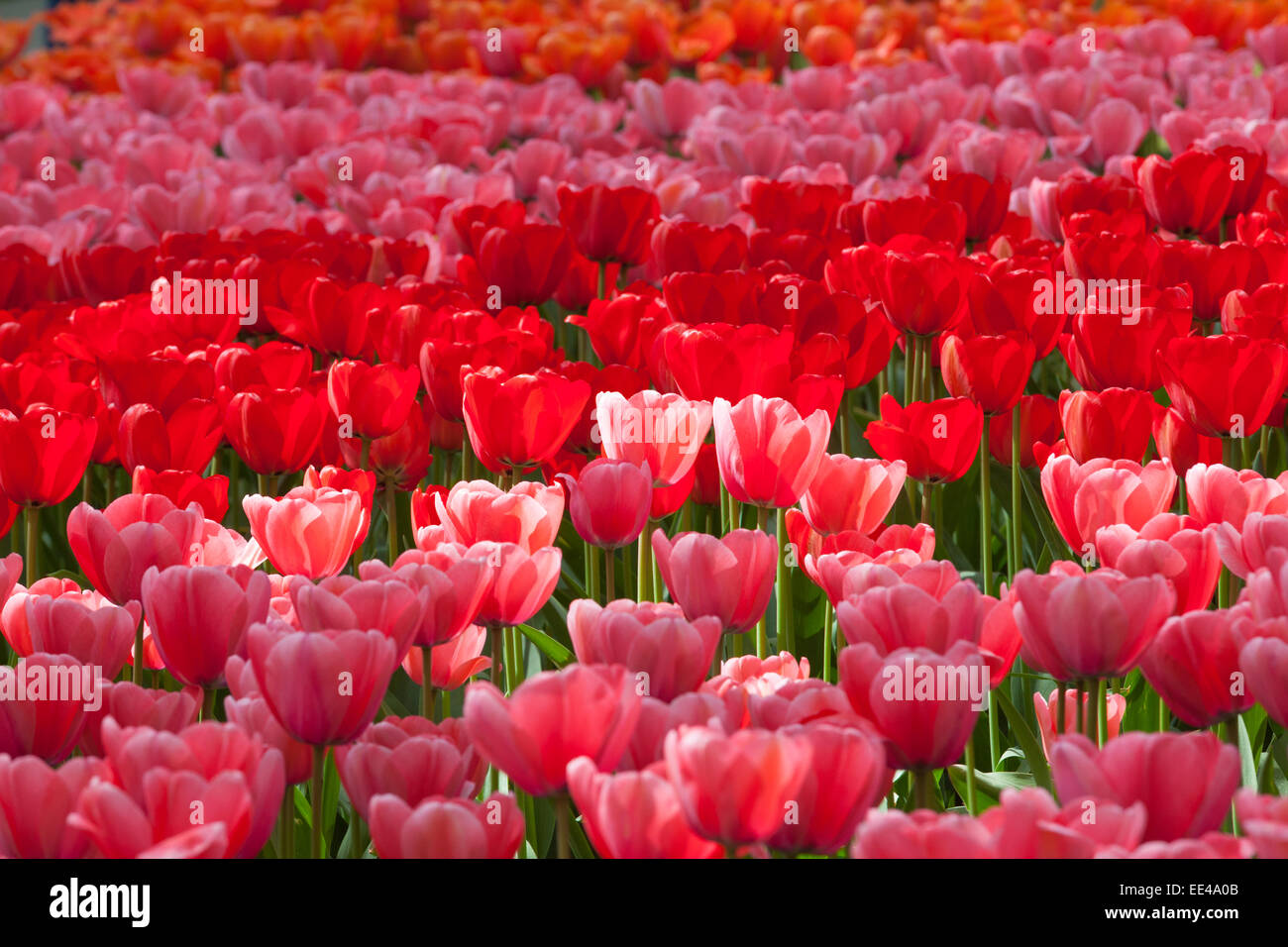 Field of colorful tulips Stock Photo - Alamy