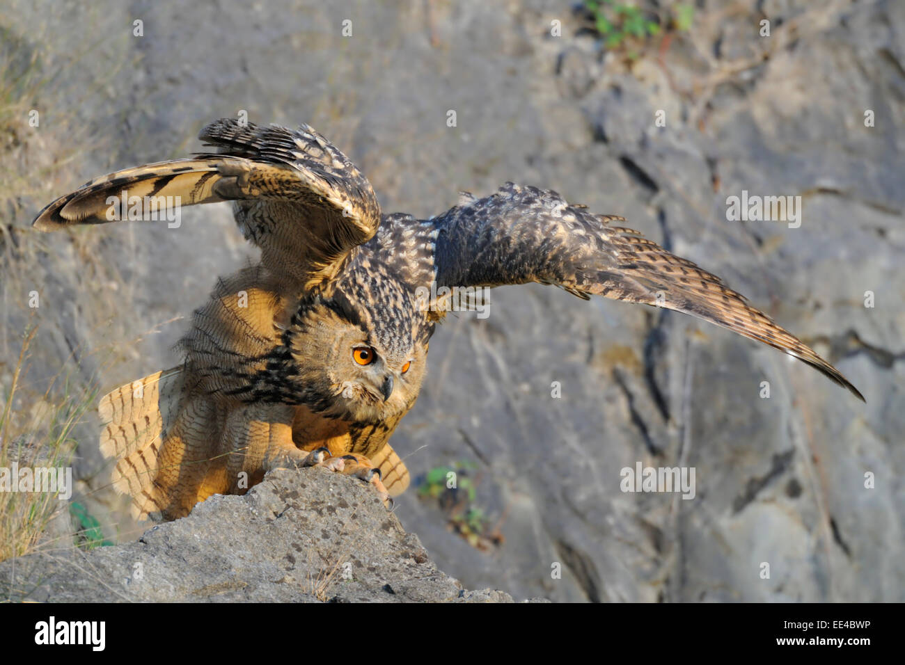 Eurasian eagle owl Bubo bubo Uhu Germany owl Stock Photo