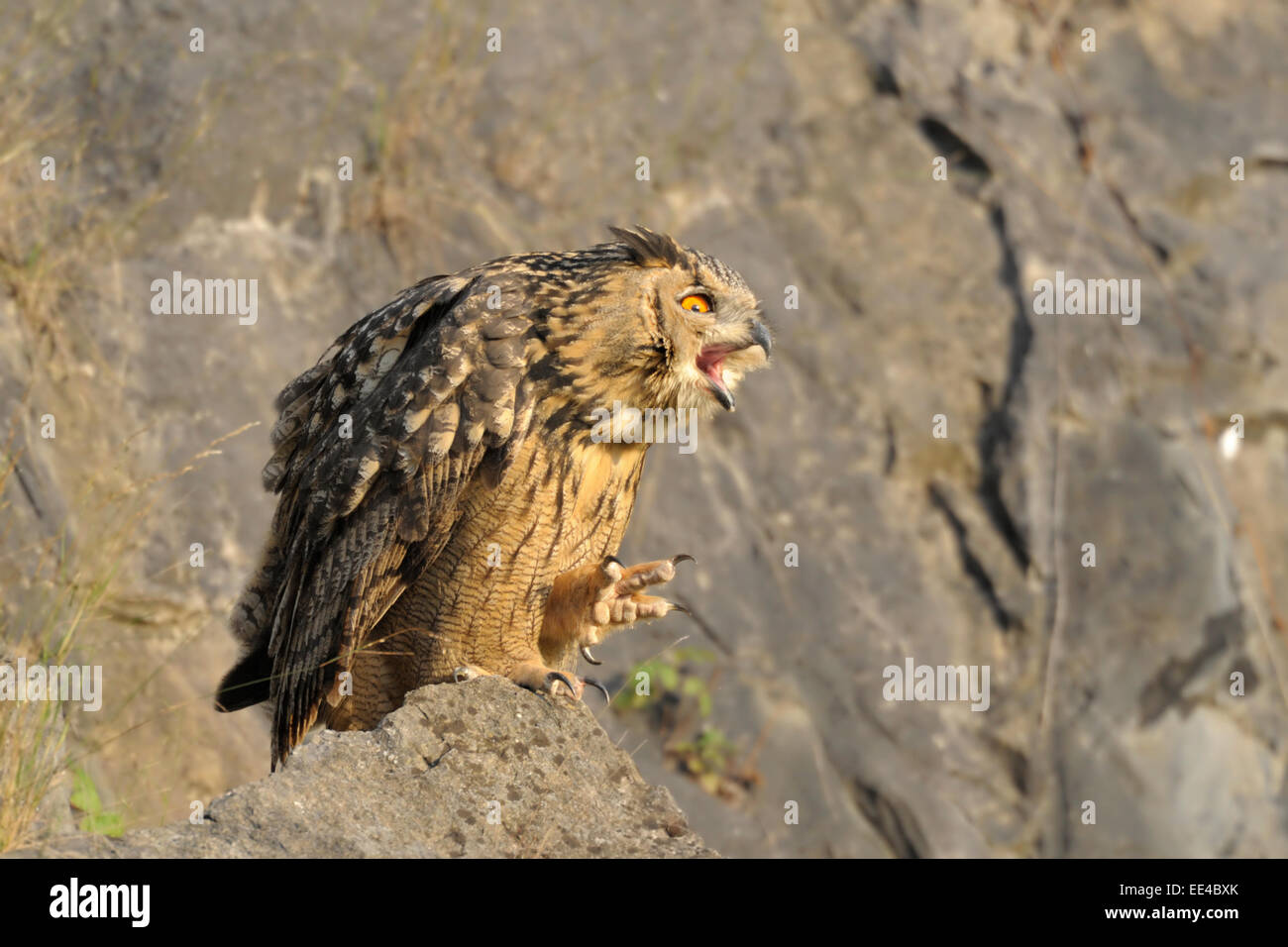 Eurasian eagle owl Bubo bubo Uhu Germany owl Stock Photo