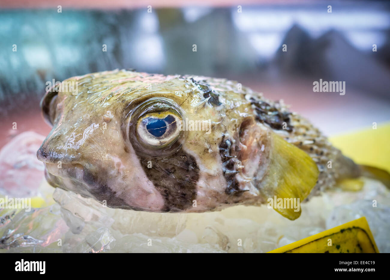 Japanese puffer fish hires stock photography and images Alamy