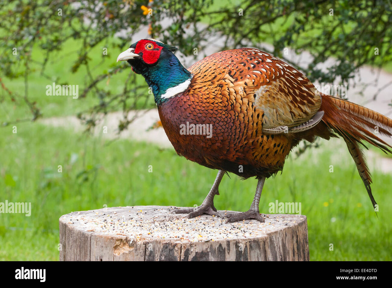 Pheasant male on tree stump Stock Photo