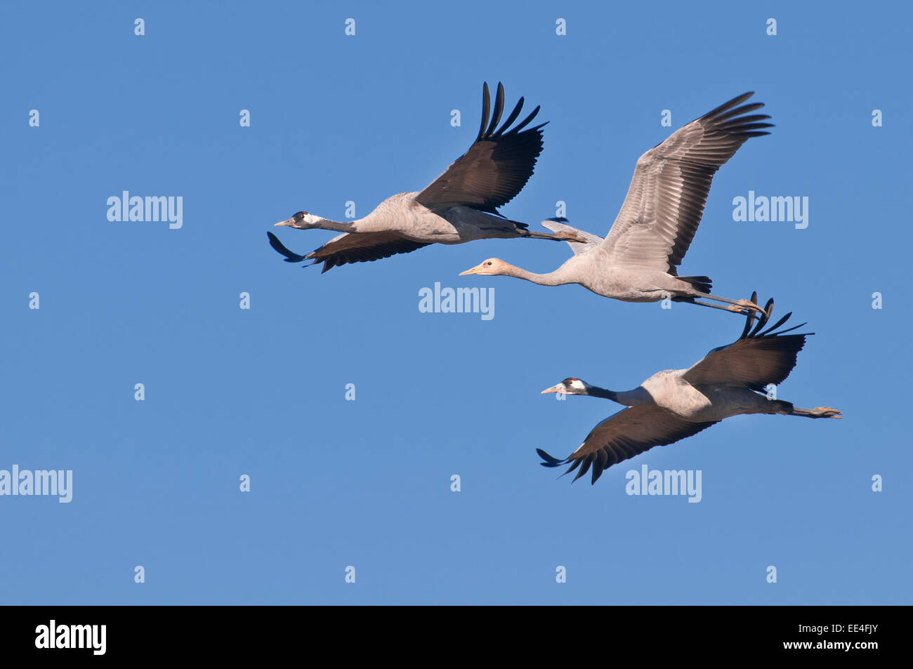 Ziehende Kraniche mit Jungvogel, cranes [family Gruidae] Stock Photo