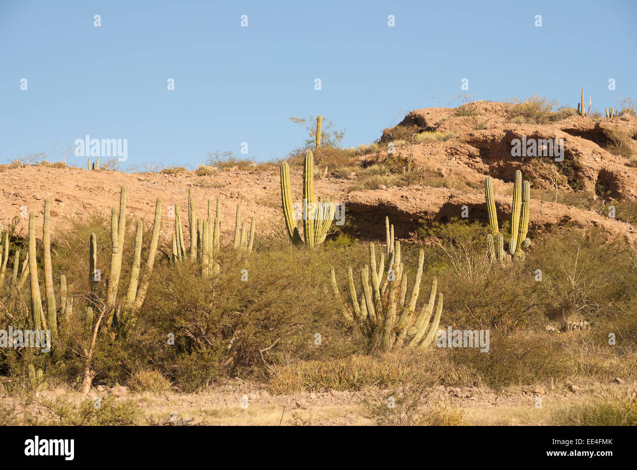 Sonora Desert Organ-pipe Cactus Mexico Stock Photo