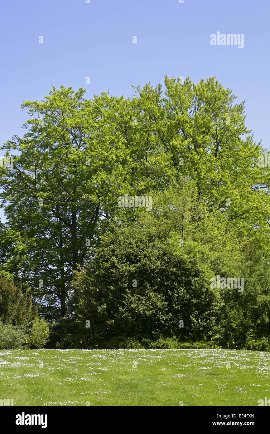 Baum, Baeume, Flur, Fruehjahr, Fruehling, Fruehlingslandschaft, Fruehlingswiese, Fruehlingswiesen, Jahreszeit, Landschaft, Wiese Stock Photo