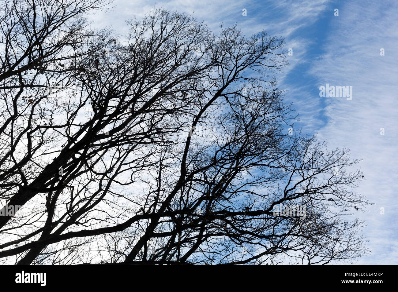 Silhouette of tree branches against the blue sky with clouds Stock ...