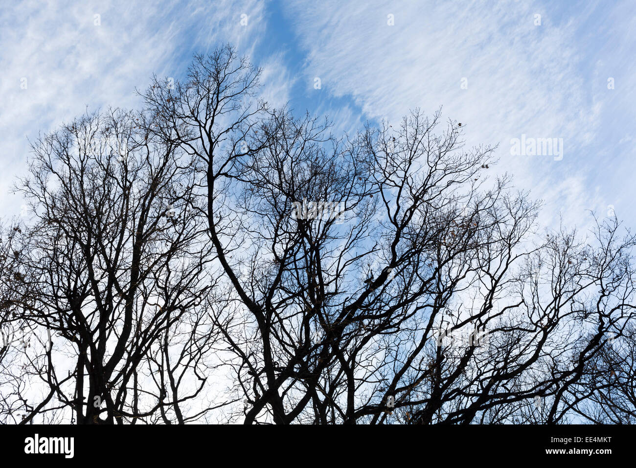 Silhouette of tree branches against the blue sky with clouds Stock ...
