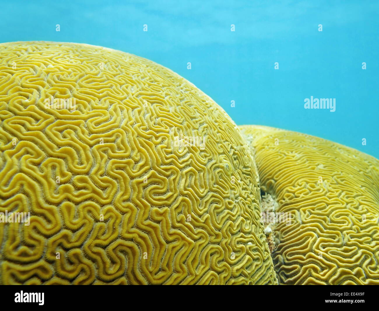 Close up of Grooved brain coral that looks like a labyrinth Stock Photo