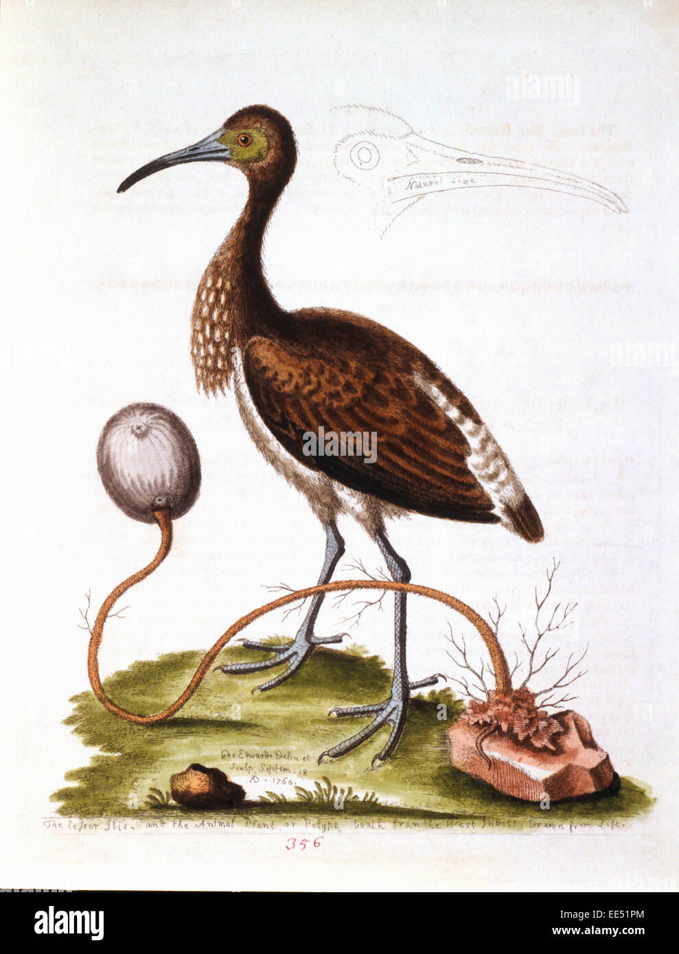 The Lesser Ibis, and the Animal Plant, or Polype, both from the West Indies, Drawing by George Edwards, 1760 Stock Photo
