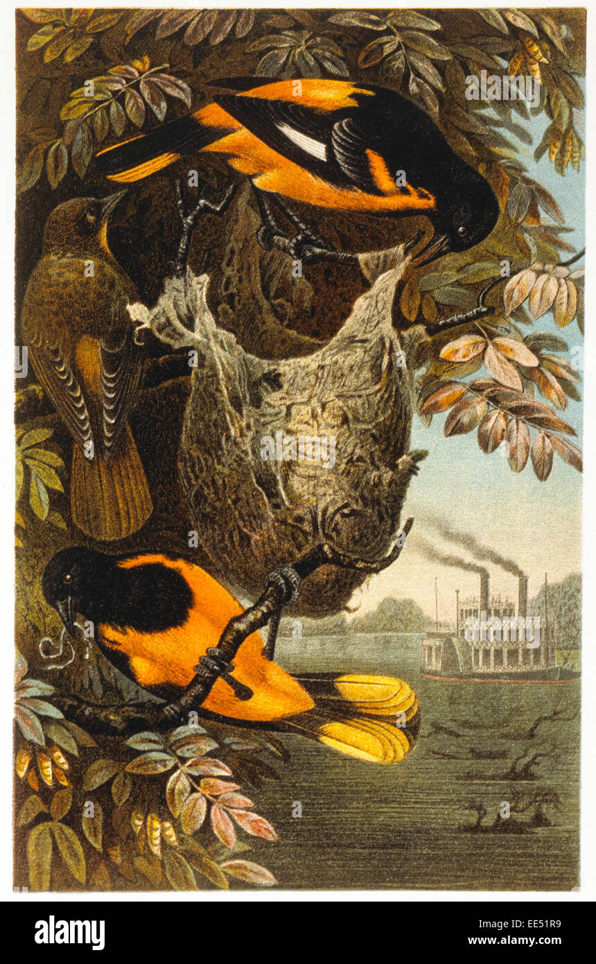 Baltimore Orioles, Chromolithograph, circa 1898 Stock Photo