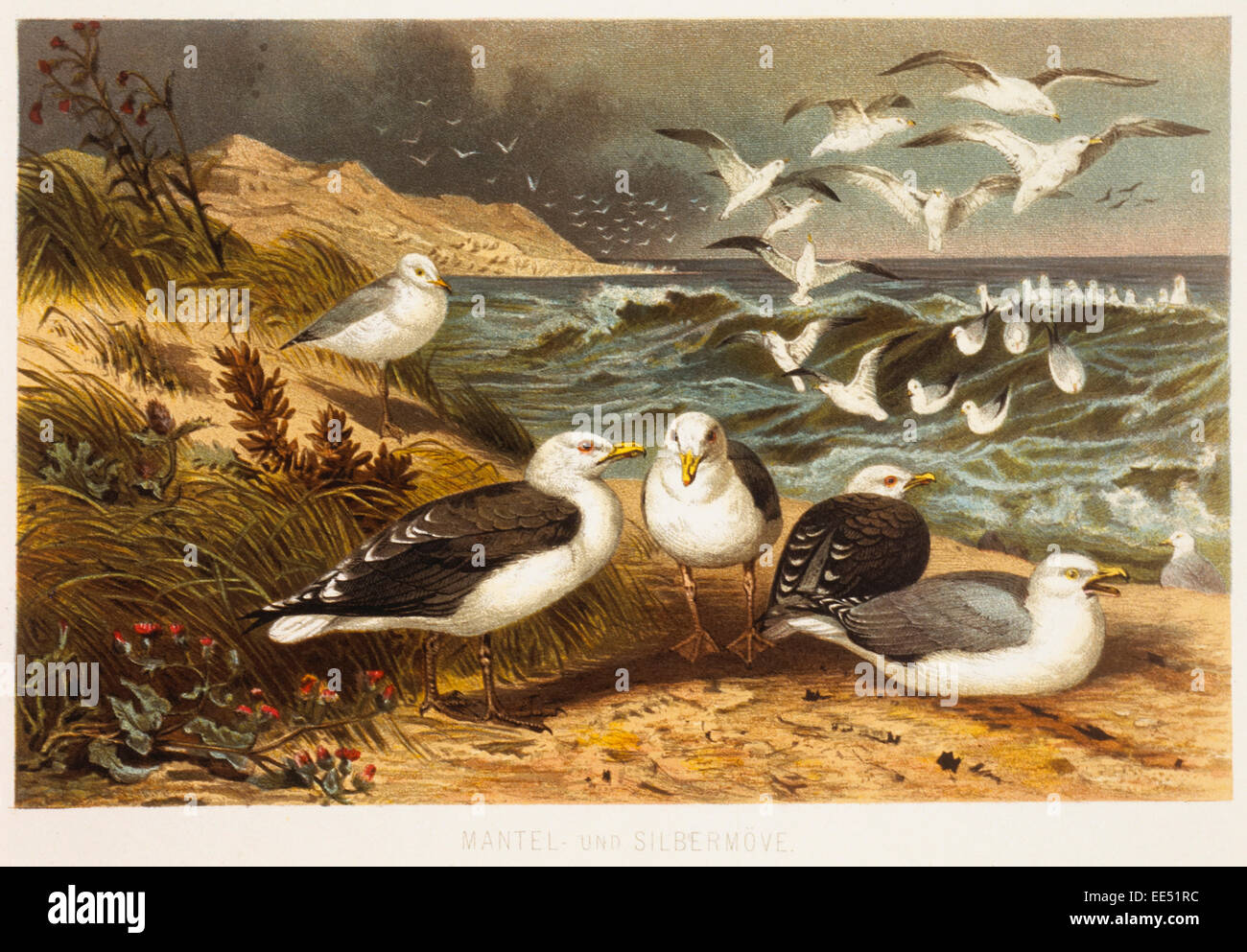 Cloaked and Silver Sea Gulls, Chromolithograph, circa 1898 Stock Photo