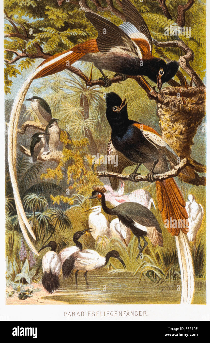 Birds of Paradise, Chromolithograph, circa 1898 Stock Photo