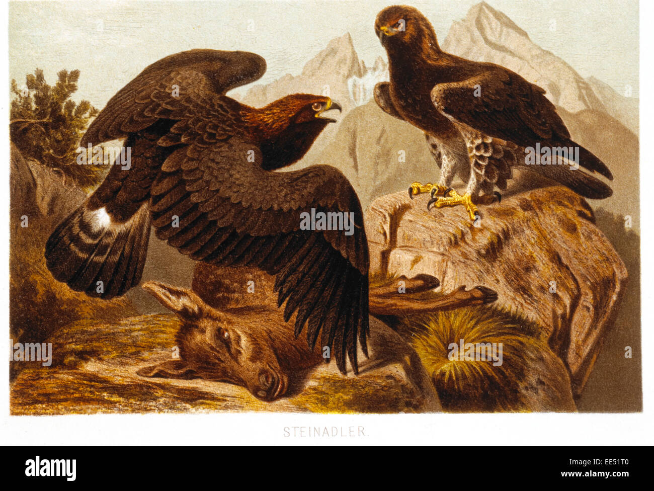 Stone Eagles, Chromolithograph, circa 1898 Stock Photo