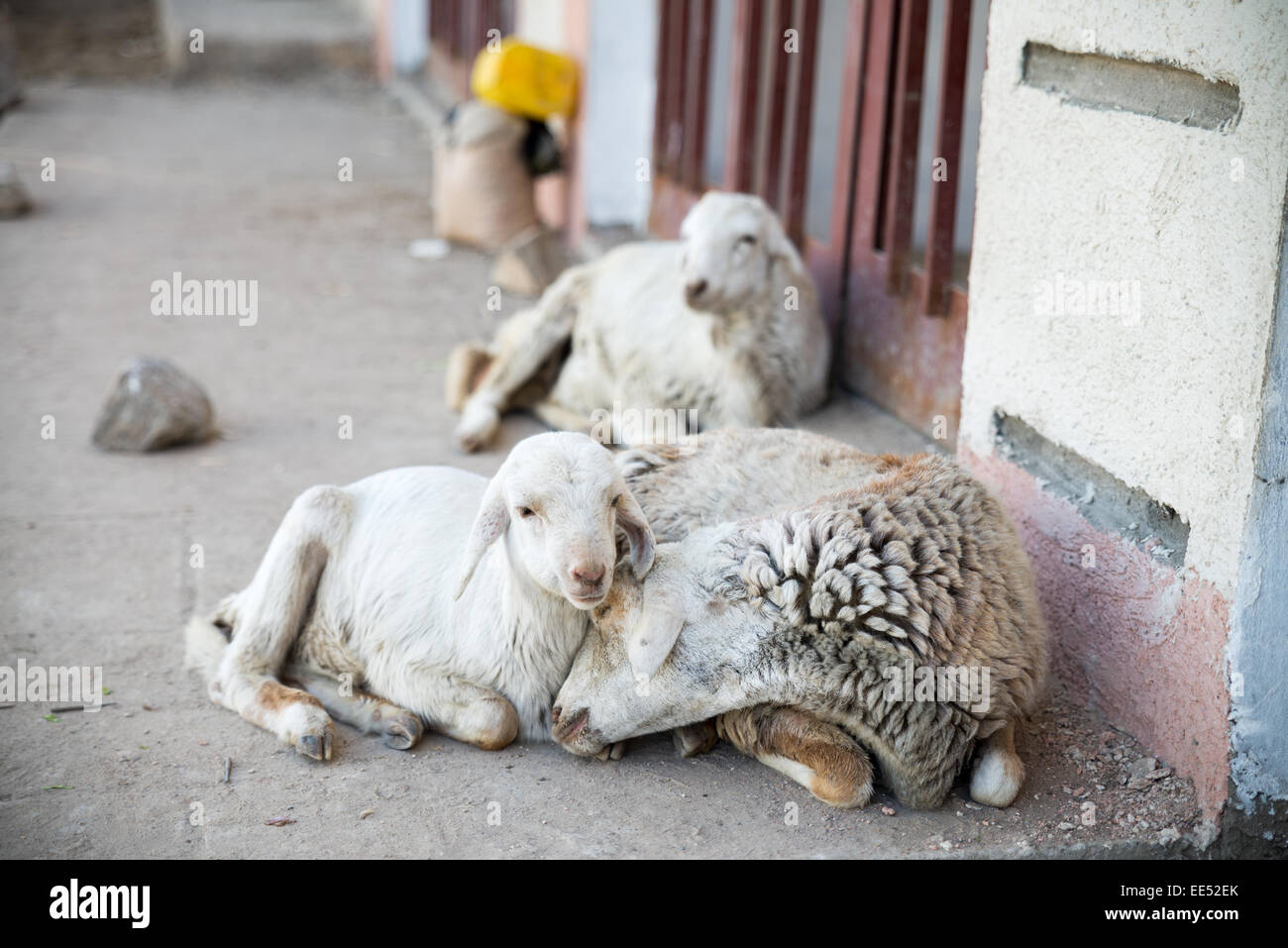 Goats on the street, Ethiopia Stock Photo Alamy