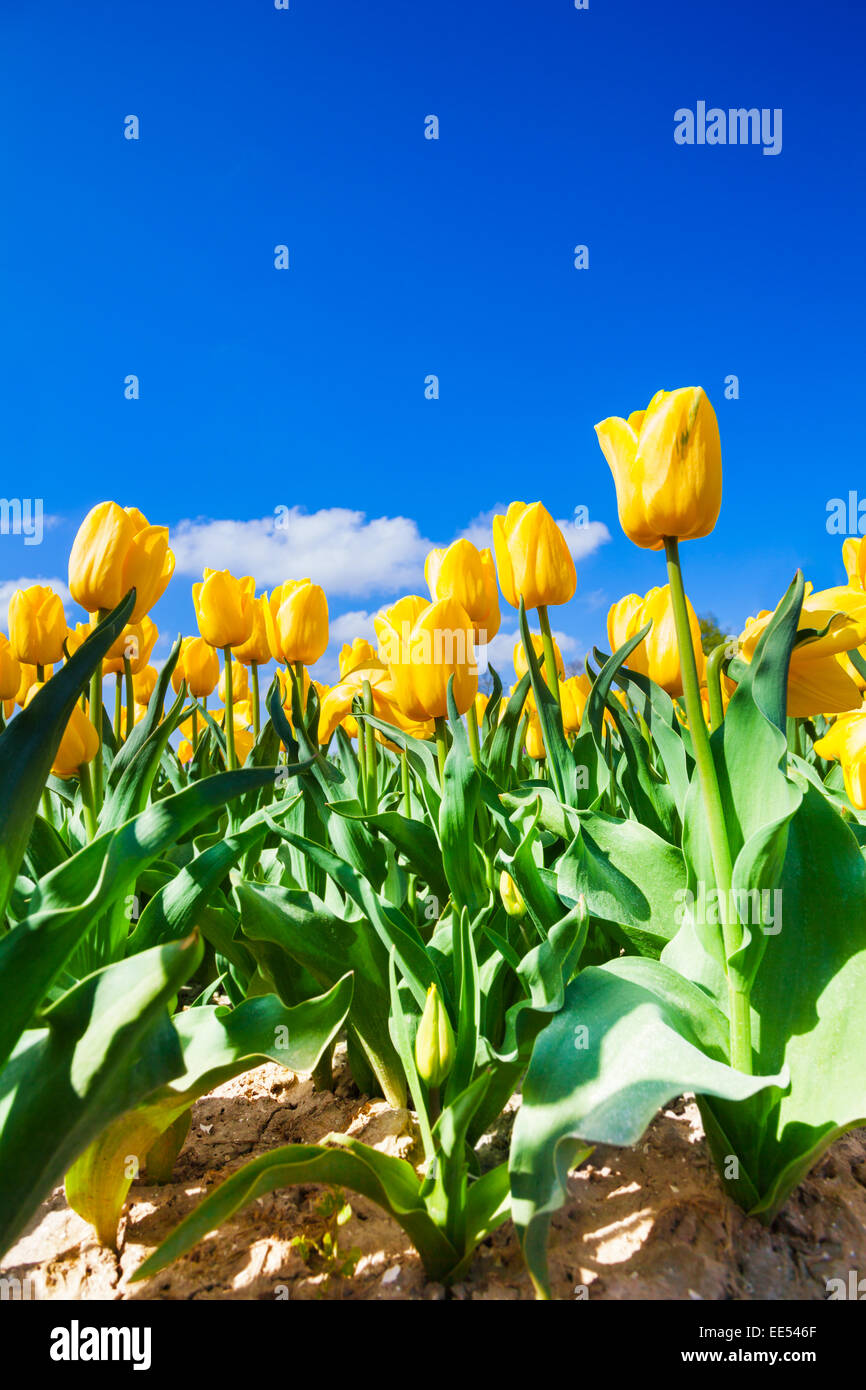 Close view of yellow tulips in sunshine during day Stock Photo - Alamy