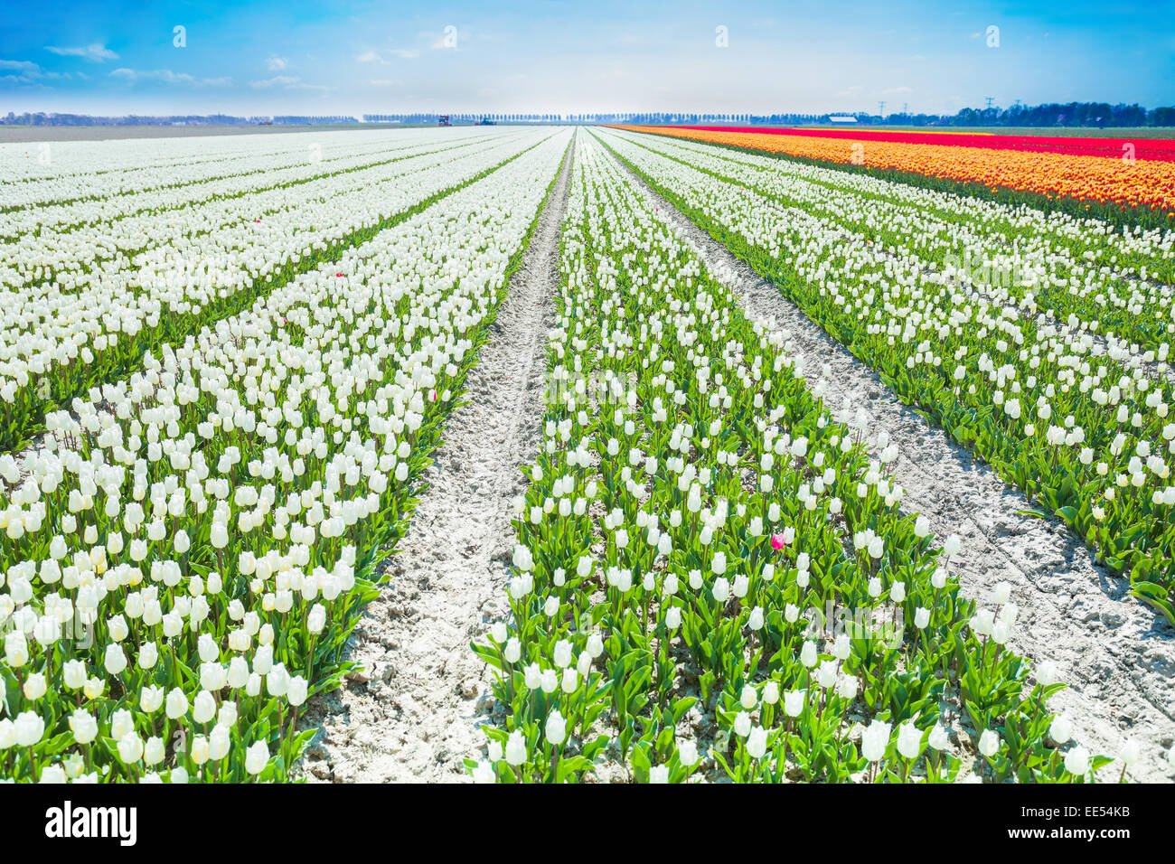 white-tulips-rows-in-summer-time-netherlands-stock-photo-alamy