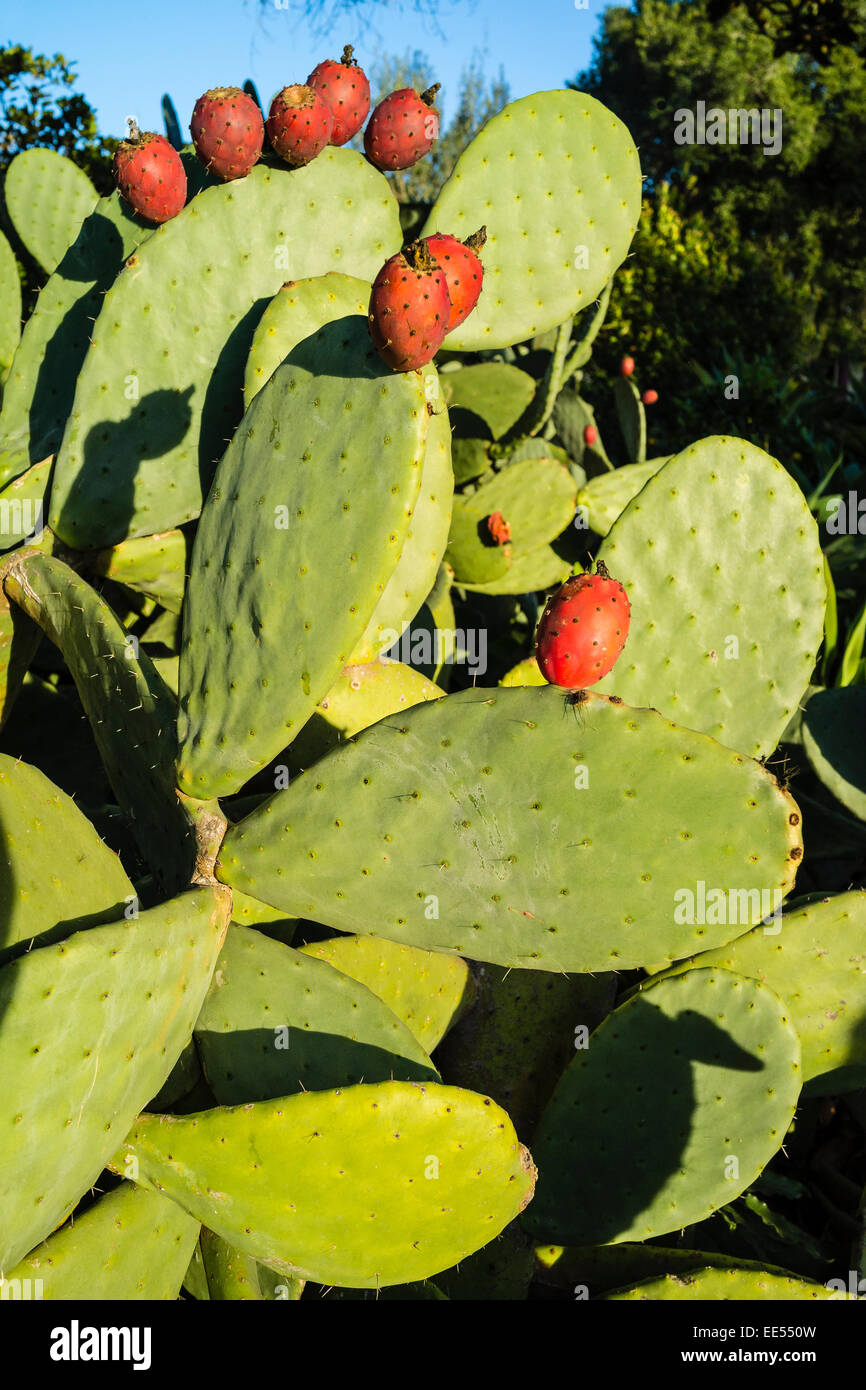A large green prickly pear cactus, O. ficus-indica, bearing round red fruit in late afternoon light in Santa Barbara, California Stock Photo
