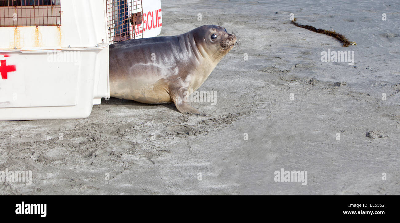 Releasing  rescued & rehabilitated young Elephant Seal, California North Coast. Stock Photo