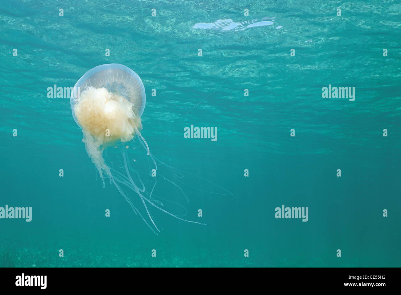 Pink Meanie jellyfish, Drymonema larsoni, underwater close to the surface, Caribbean sea Stock Photo
