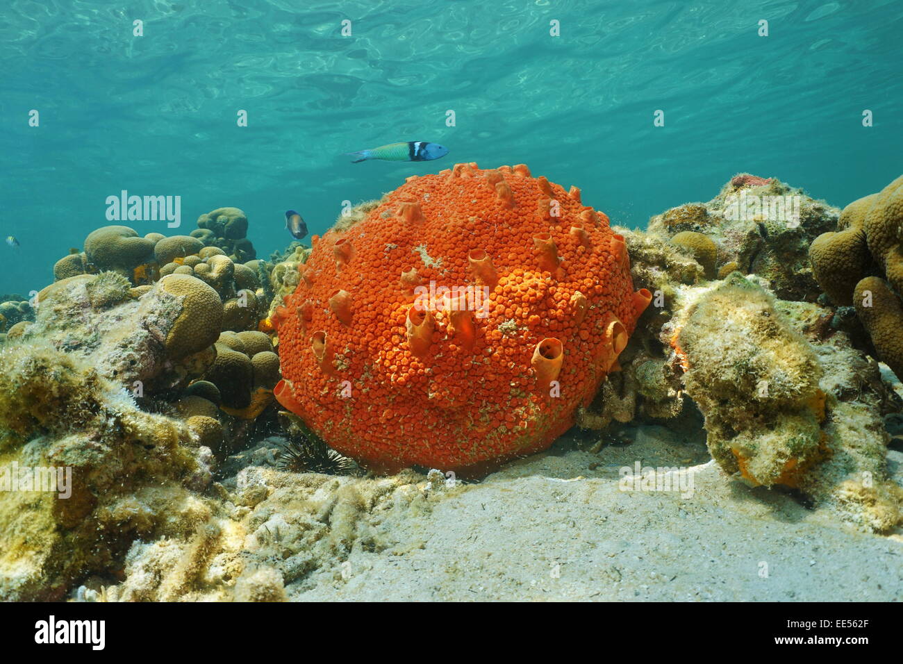 Underwater life, red encrusting sponge, Cliona delitrix, on shallow seabed of the Caribbean sea Stock Photo