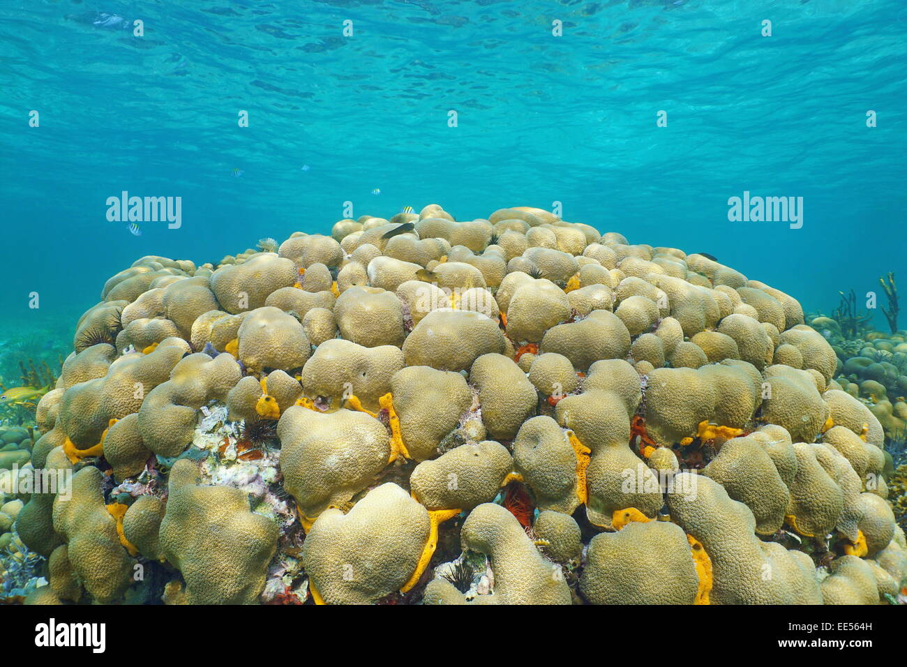 Underwater reef with boulder star coral, Montastraea franksi, Caribbean sea Stock Photo