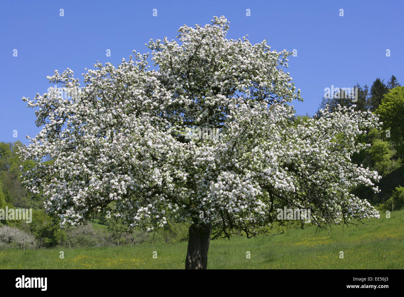 Deutschland, Bodensee, Europa, Sehenswuerdigkeit, Tourismus, Bluete, Blueten, Bluetezeit, Bodenseekreis, Fruehjahr, Fruehling, J Stock Photo