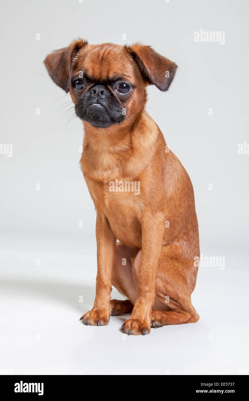 Brussels griffon sitting on white sweep background Stock Photo - Alamy