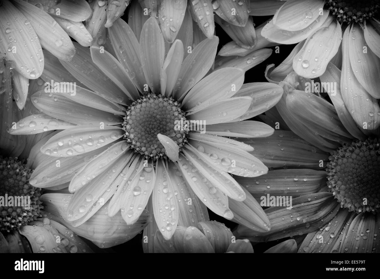 Summertime daisies Black and White Stock Photos & Images Alamy