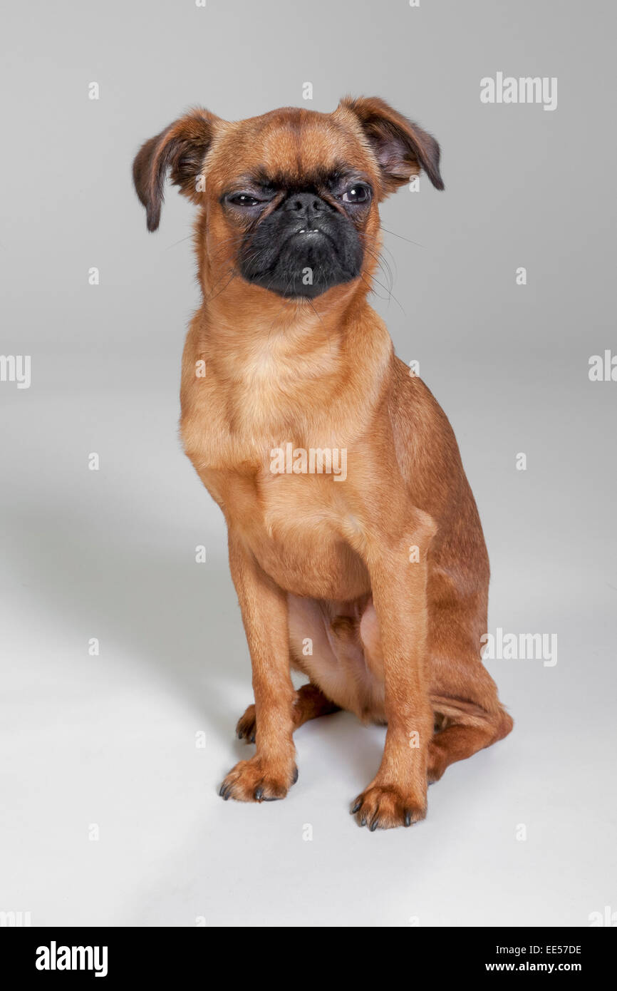 Brussels griffon sitting on white sweep background Stock Photo