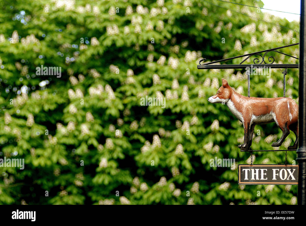 The Fox public house sign, Hexham, Northumberland Stock Photo - Alamy
