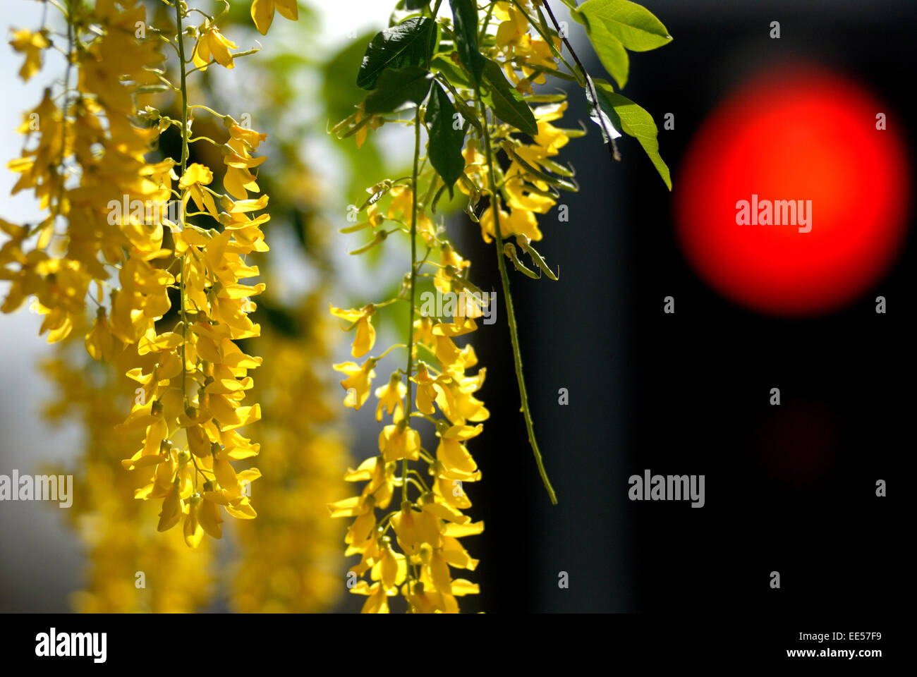 Traffic light red laburnum hi-res stock photography and images - Alamy