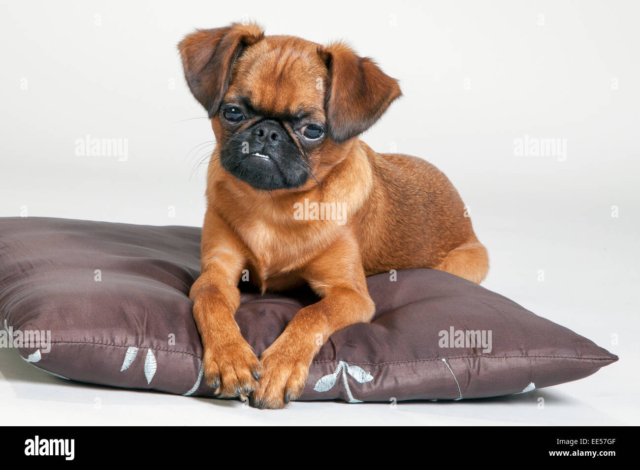 Brussels griffon on brown pillow Stock Photo