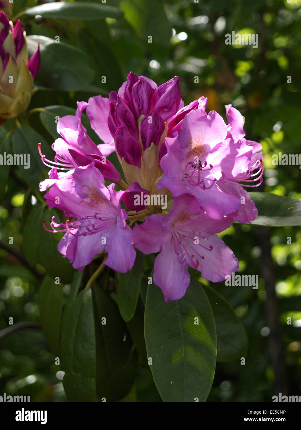 Rhododendron, Rhododendron catawbiense, Detail, Blueten, lila, Natur, Botanik, Flora, Pflanze, bluehen, Giftpflanze, giftig, Hei Stock Photo