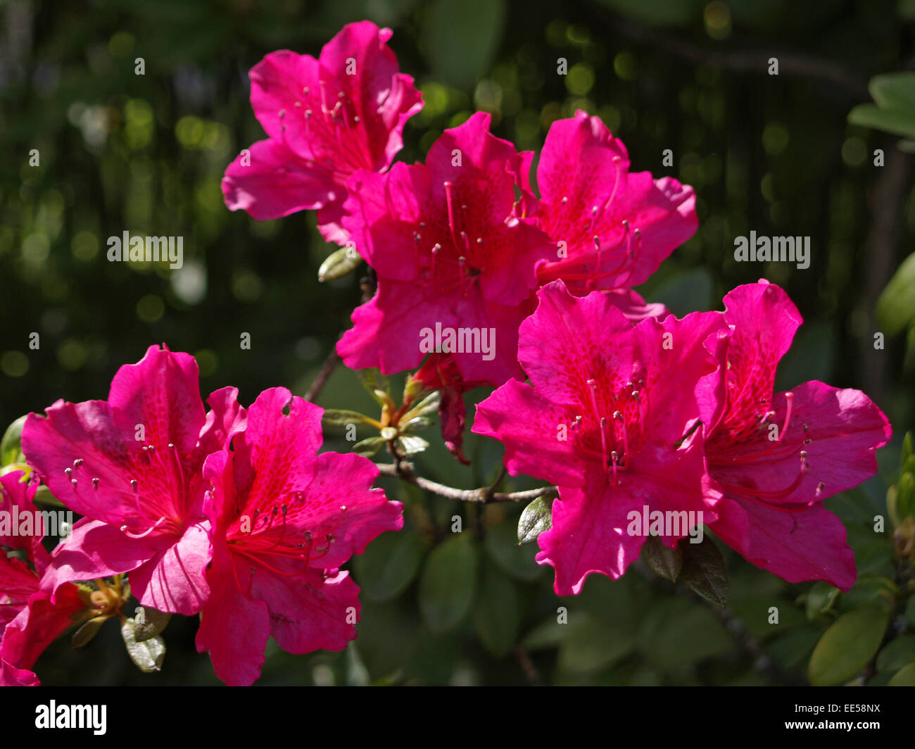 Azalee, rot bluehend, Asteraceae, Asterngewaechs, aussen, bluehen