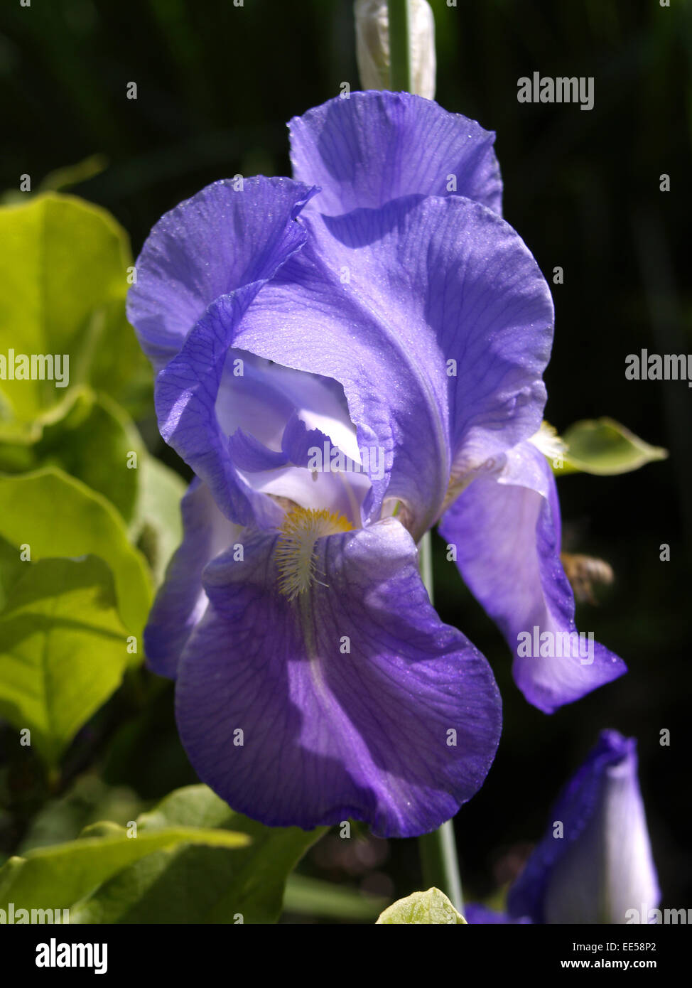Sibirische Schwertlilie, Iris sibirica, Blumen, Blueten, Garten, Gartenblumen, Gartenpflanzen, Lilie, Natur, Pflanze, Pflanzen, Stock Photo