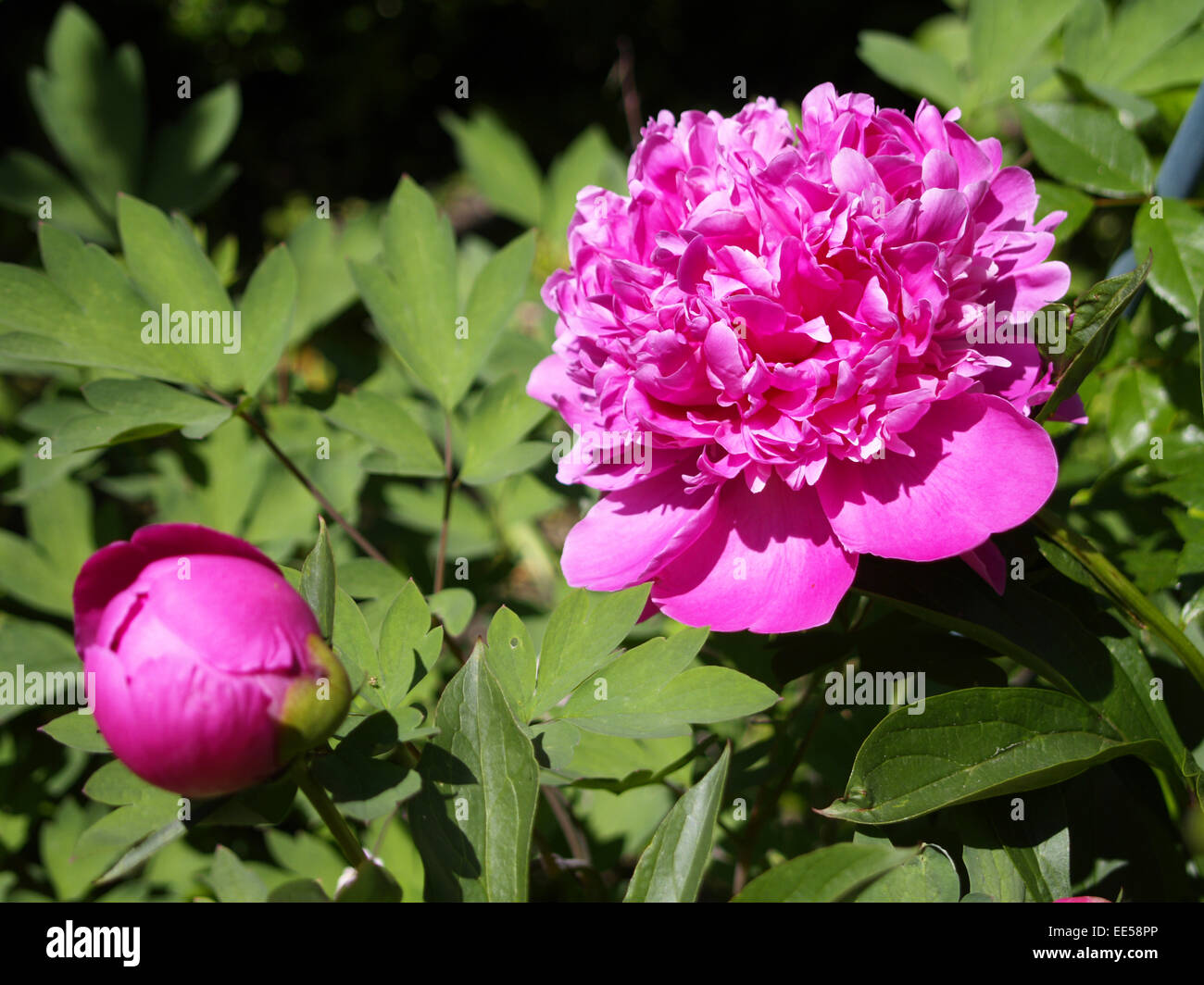 Pfingstrose (Paeonia officinalis), Bluete, Blueten, Bluetenknospe, Gartenblume, Gartenpflanze, Natur, Sommer, bluehen, bluehend, Stock Photo