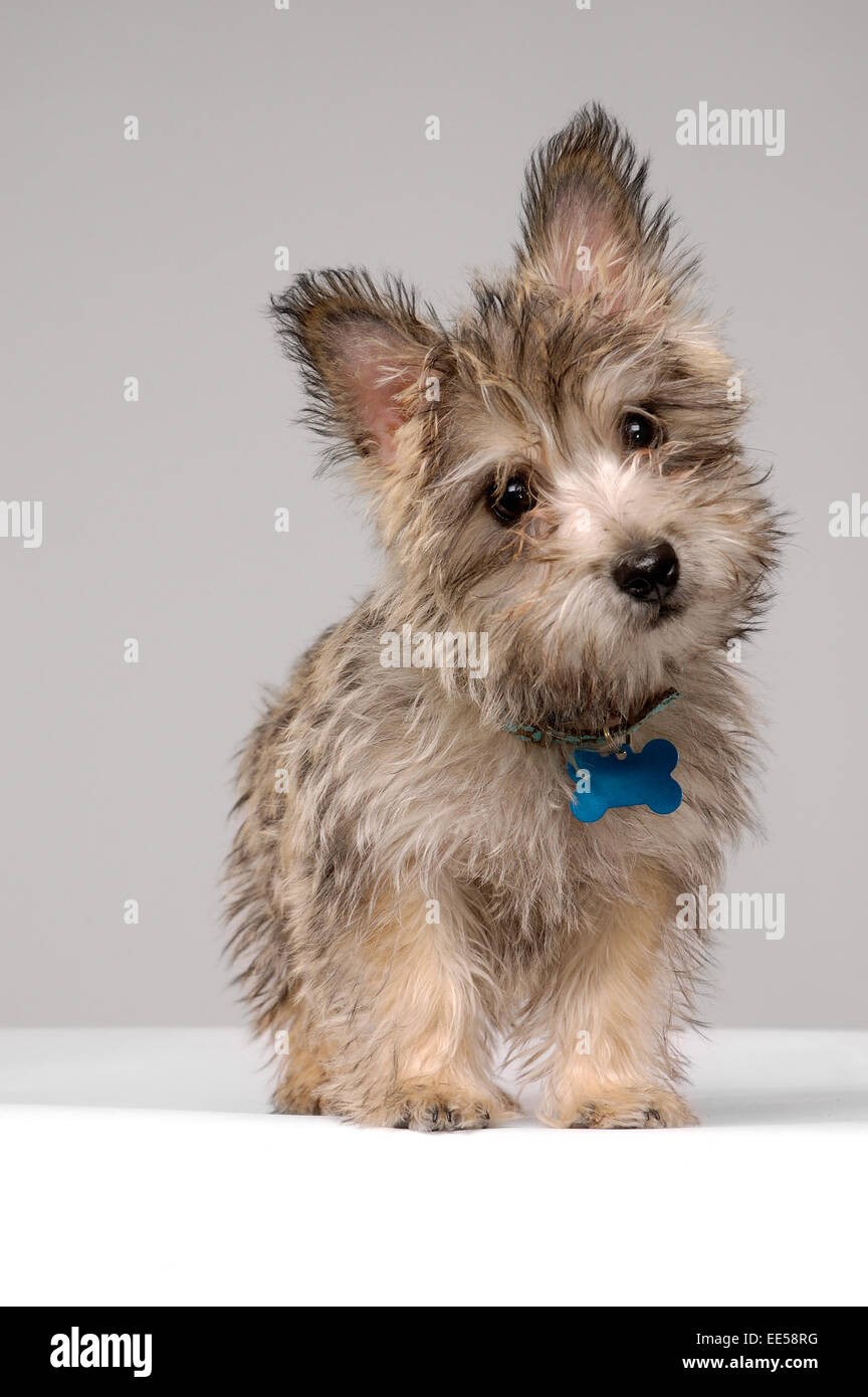This stock photo shows a female Cairn Terrier dog, full body with cute attentive expression Stock Photo
