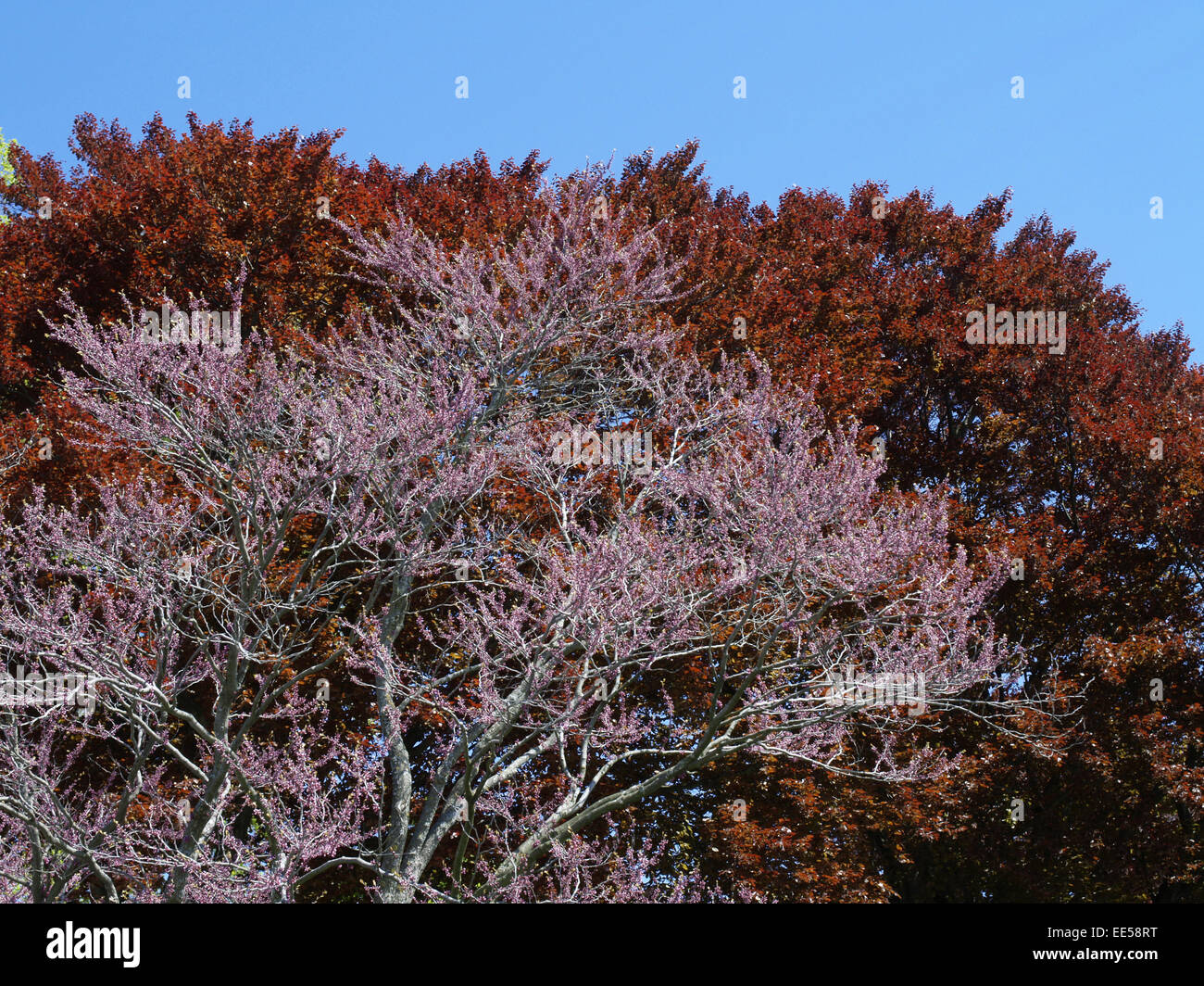 bluehender Baum im Fruehling, Baumbluete, farbig, bunt, rosa, rot, blauer Himmel Stock Photo