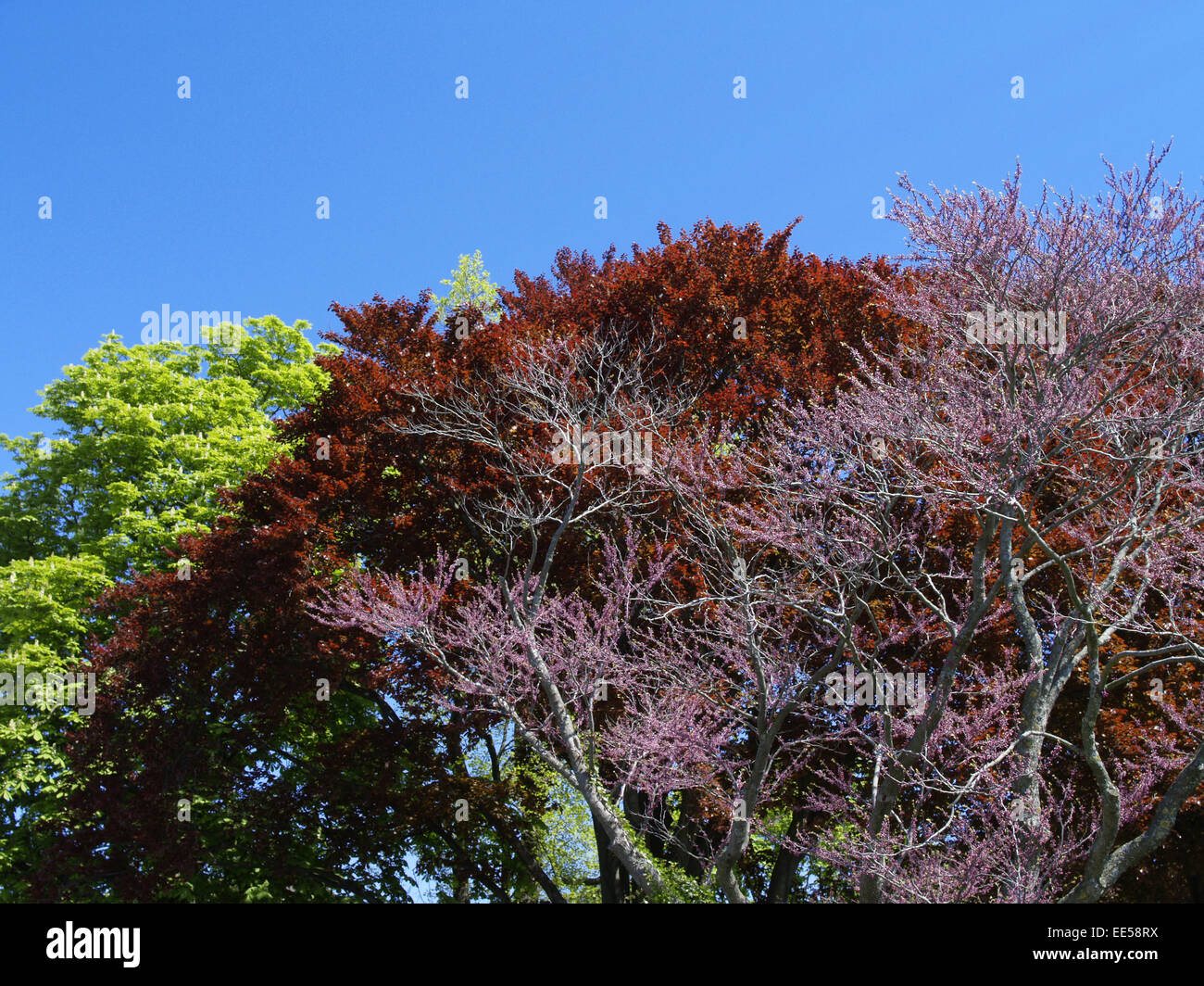 bluehender Baum im Fruehling, Baumbluete, farbig, bunt, rosa, rot, blauer Himmel, gruene Blaetter Stock Photo