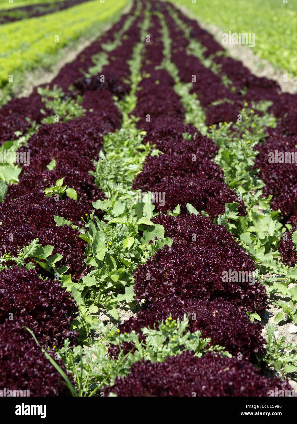 Salat Lollo Rosso, Salatfeld, biologischer Anbau, Salatanbau, Detail, Kopfsalat, Feld, Pflanzen, Nutzpflanzen, Gemueseanbau, Fre Stock Photo