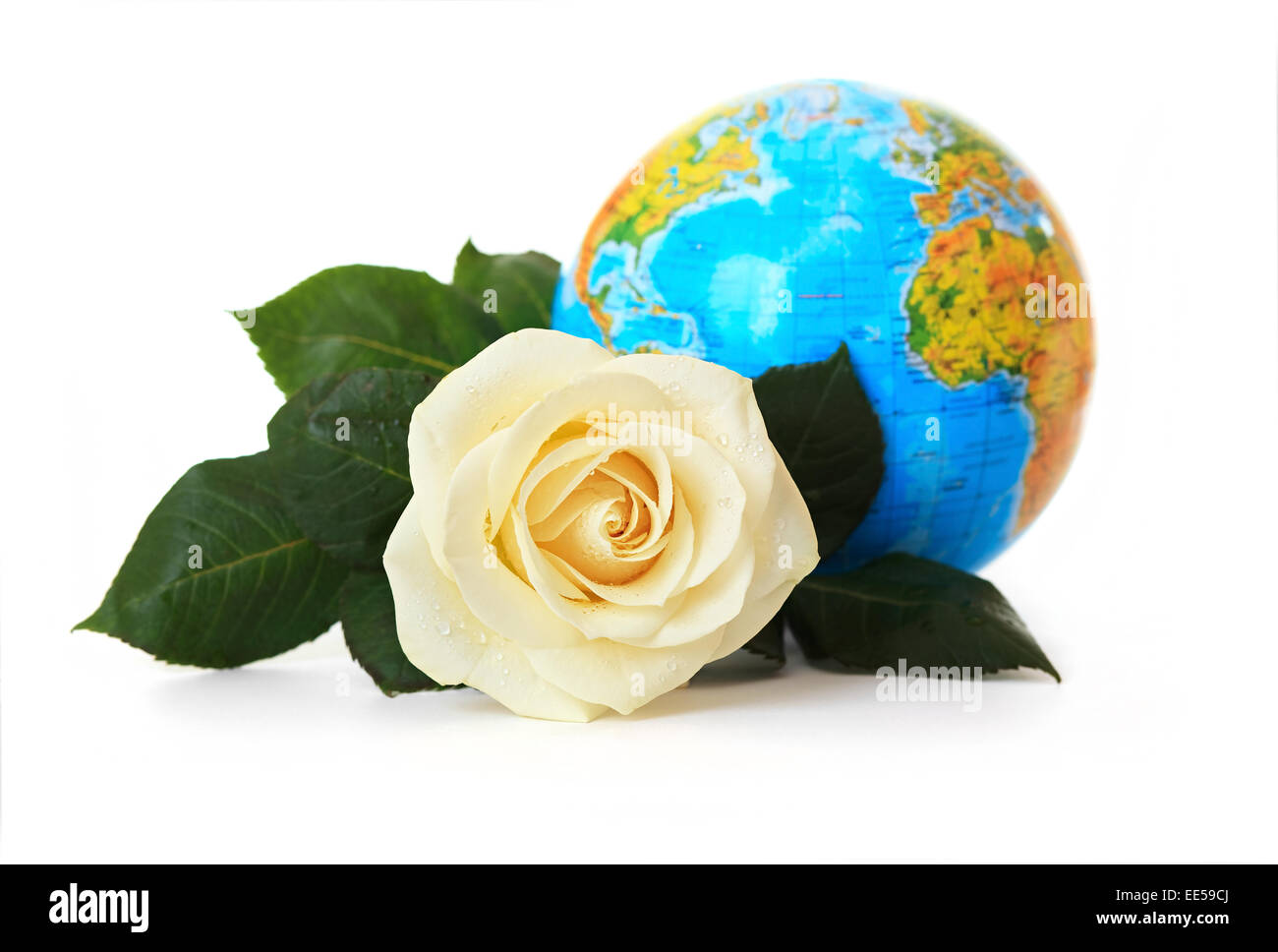 White rose on a background of the globe Stock Photo Alamy