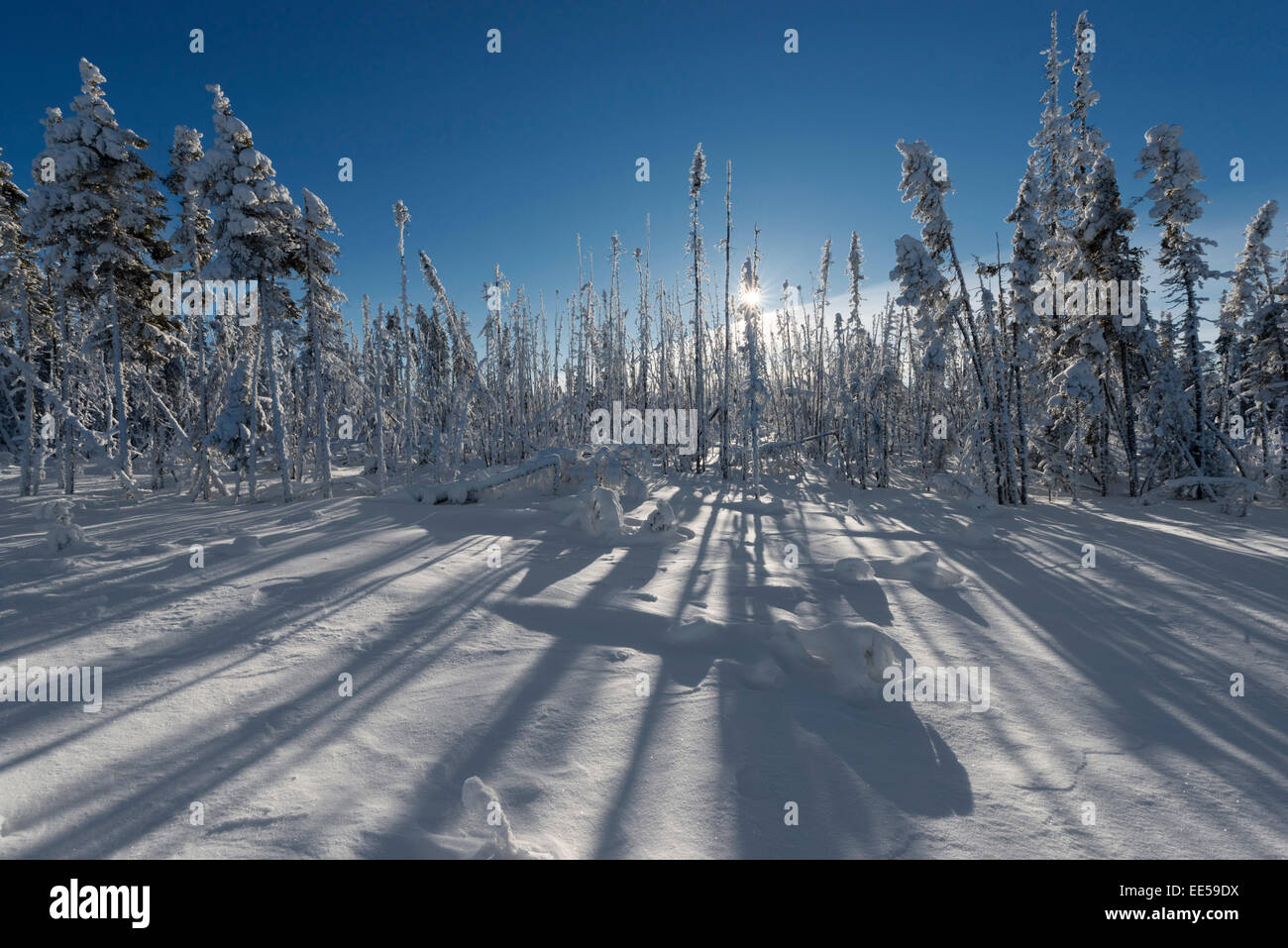 Winter snow scene in Northern Alberta Stock Photo Alamy
