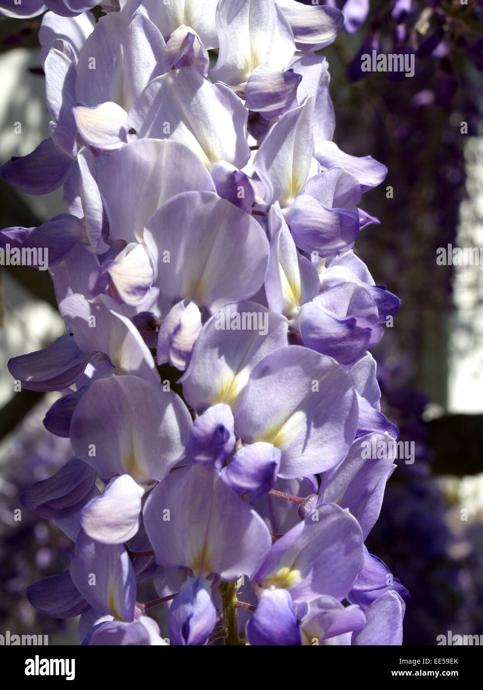 Strauch, Japanischer Blauregen, Wisteria floribunda, Natur, Botanik, Flora,  Pflanzen, Kletterpflanzen, Straeucher, Kletterstraeu Stock Photo - Alamy