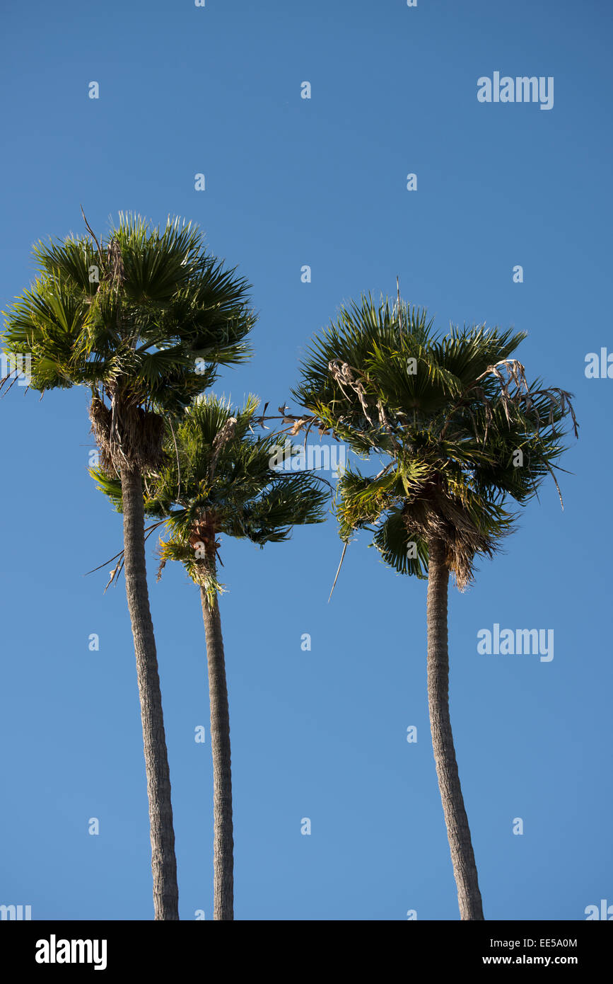Art & Collectibles Three California palm trees Prints Digital Prints