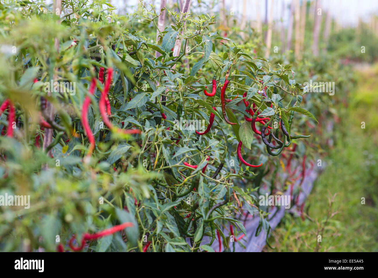 Fresh red chillies growing in the vegetable garden,Indonesia. Stock Photo