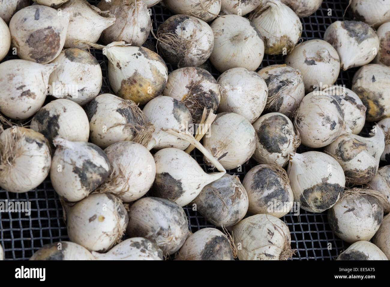 Allium schubertii bulbs in a container Stock Photo Alamy