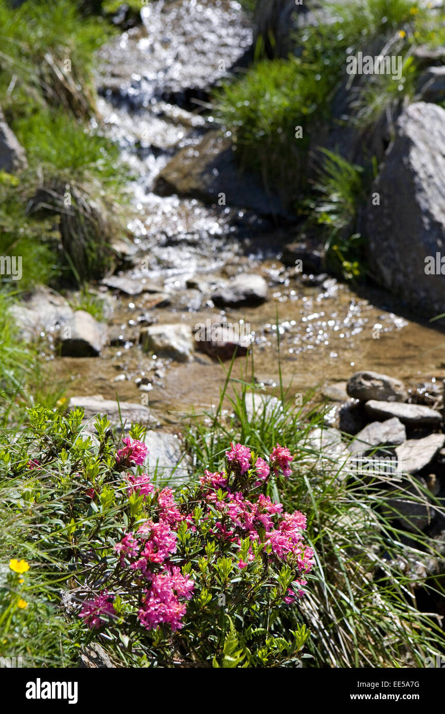 Bach, Wasser, Natur, rein, sauber, klar, frisch, Steine, fliessen, Blumen, Almrosen, Alpenrosen Stock Photo