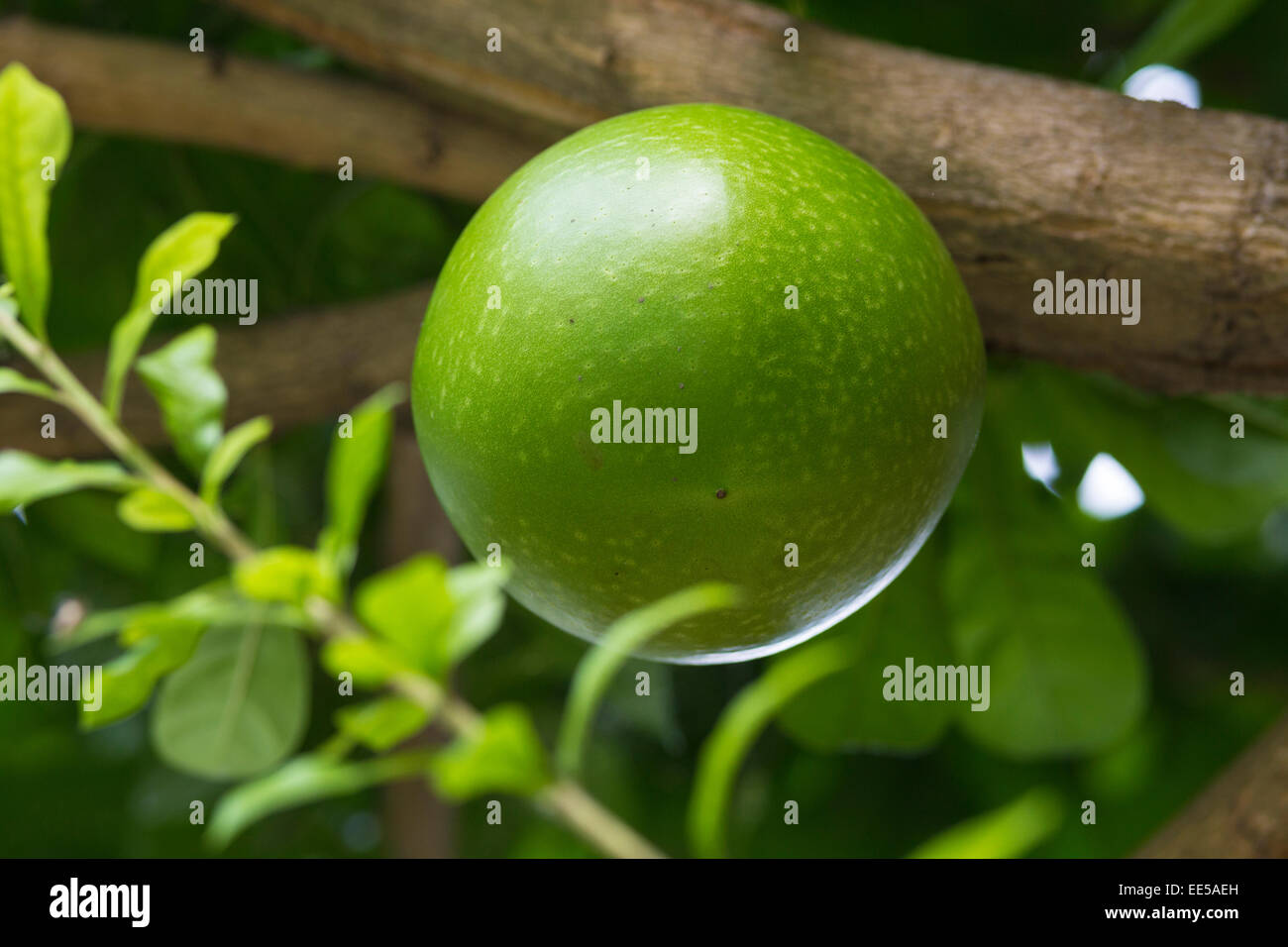 Pamela tree with fruits,Indonesia Stock Photo - Alamy