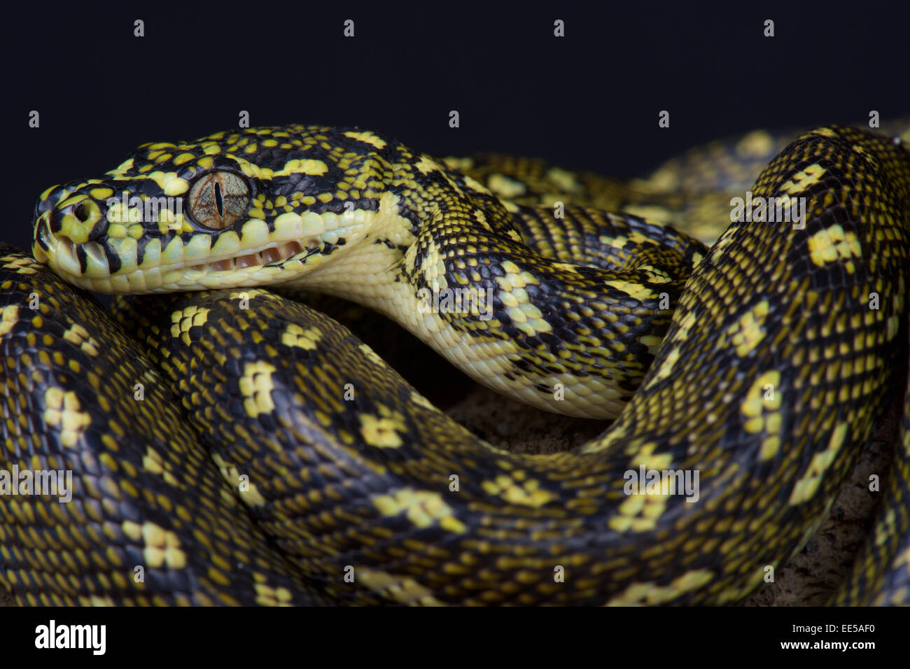 Australian diamond snake hi-res stock photography and images - Alamy