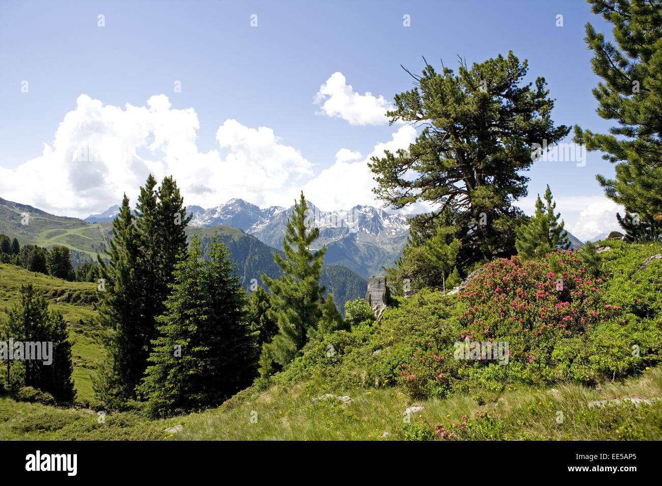 Oesterreich, Tirol, Pitztal, Zirben, Berglandschaft, Gebirge, Pflanzen, Natur, Vegetation, Baeume, Nadelbaeume, Blick, menschenl Stock Photo